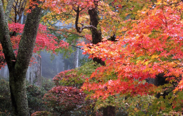 大井平公園もみじまつり