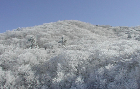 面ノ木原生林の樹氷