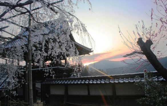 瑞龍寺のしだれ桜まつり