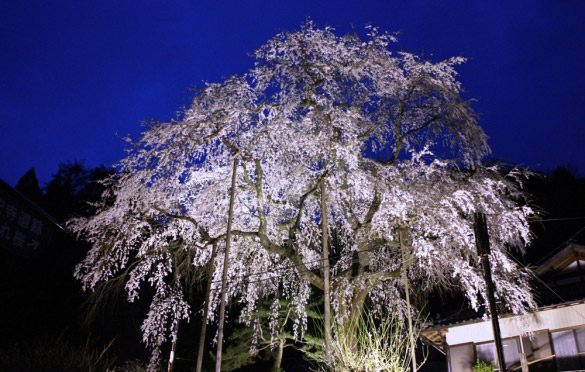 大安寺のしだれ桜まつり